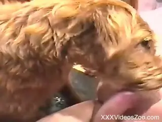 Furry dog licks man's erect penis until the guy comes