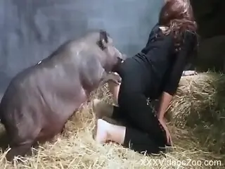 Sexy female feels the swine's big dick in both her holes