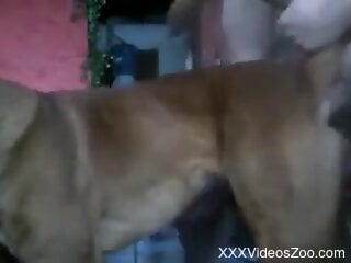 Amateur guy roughly fucks his dog from behind