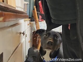 Amateur man pulls his dick out for the dog to lick it