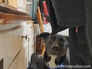 Amateur man pulls his dick out for the dog to lick it