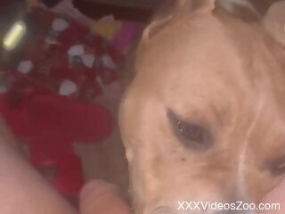 Dog licks woman's wet pussy so fine that she comes multiple times