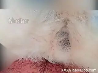 Man gets anal drilled by the furry dog in homemade scenes