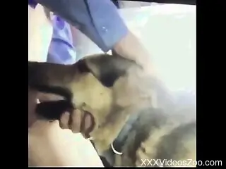 Furry dog engulfs man's huge dick during homemade zoophilia