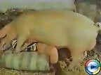 Real Zoo Sex