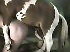 Animal porn and zoo sex