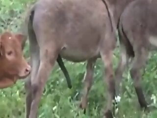 XXX Animal Porn