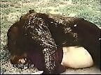 Beast Sex