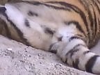 Zoo porno and bestiality
