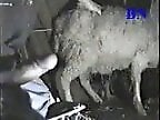Zoo porn and zoo sex video