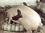 XXX Zoo video
