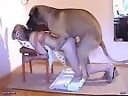 PornBbestiality