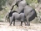 Animal porn and bestiality