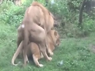 Asian animal xxx