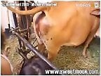 Zoo Zoo Sex Porn