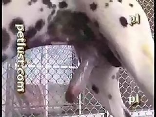 Dog Sex Zoo