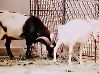 Animal porn and zoo sex