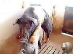 Animal porn videos and ZOO PORN