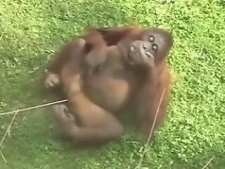 XXX Zoo video