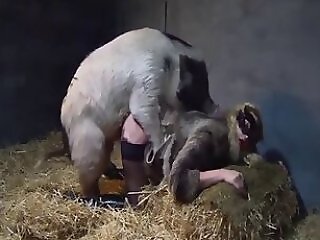 PornBestiality