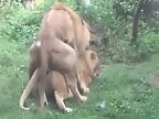 XXX bestiality zoo porn