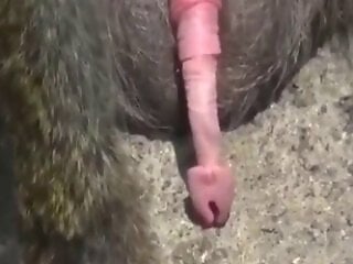 Animal Fuck