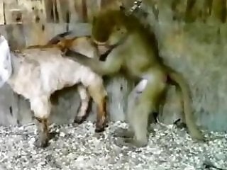 XXX Zoo video
