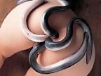 Zoo porno and bestiality