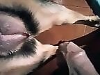 ZooPorno