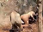 XXX Animal Porn