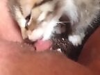 Animal porn and bestiality