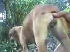 PornBbestiality