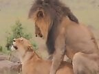 Animal porn and bestiality