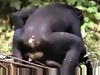 ZooPorno