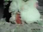 XXX Bestiality