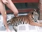 Zoo porno and bestiality