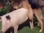 PornBbestiality