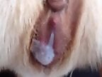 Animal porn and bestiality