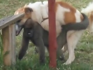 Pussy animal sex