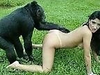 Animal Fuck