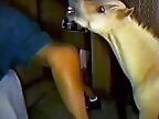 XXX Animal Porn