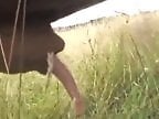 XXX Zoo video