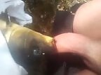 XXX Zoo video
