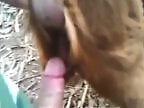 ZooPorno
