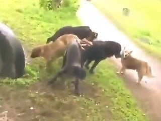 Zoo porn and zoo sex video