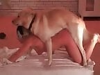 XXX Animal Porn