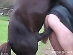 Animal Porn Videos