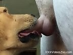 Free bestiality and zoophilia porn