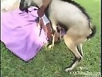 XXX Animal Porn
