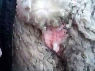 BeastPics